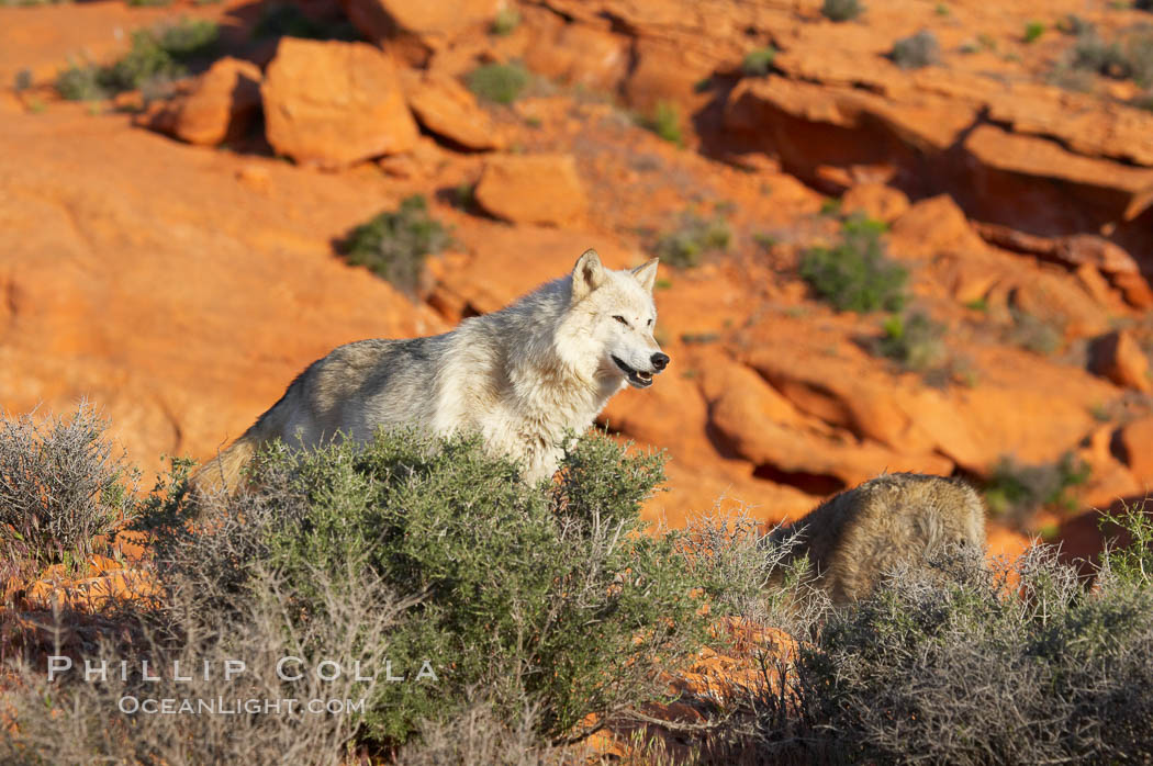 Gray wolf., Canis lupus, natural history stock photograph, photo id 12445