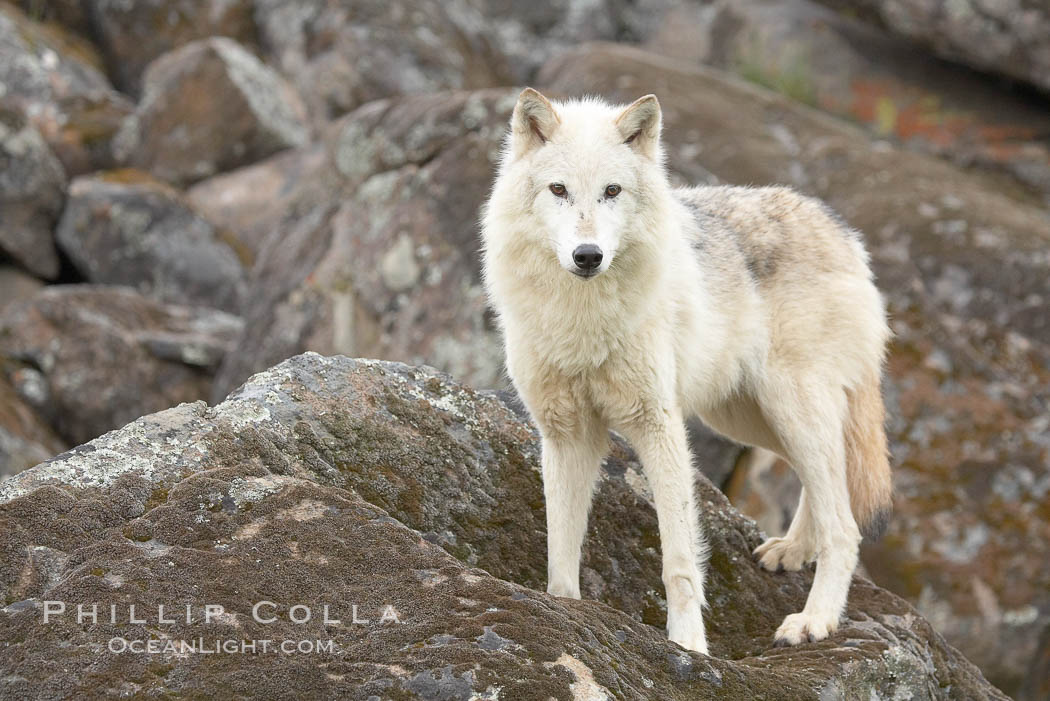 Gray wolf, Sierra Nevada foothills, Mariposa, California., Canis lupus, natural history stock photograph, photo id 16025