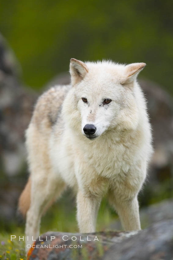 Gray wolf, Sierra Nevada foothills, Mariposa, California., Canis lupus, natural history stock photograph, photo id 16037
