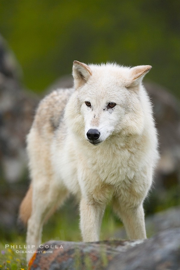 Gray wolf, Sierra Nevada foothills, Mariposa, California., Canis lupus, natural history stock photograph, photo id 16037
