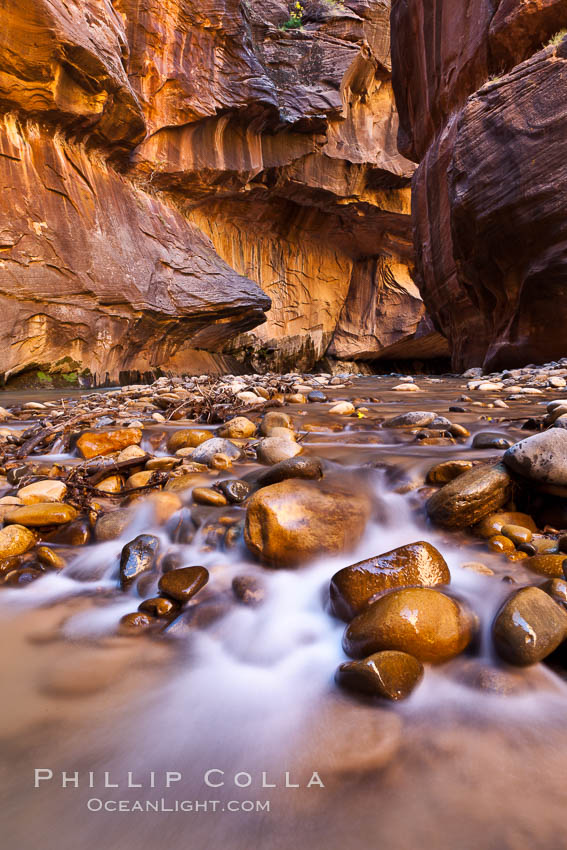 The Virgin River flows through the Zion Narrows, with tall sandstone walls towering hundreds of feet above. Virgin River Narrows, Zion National Park, Utah, USA, natural history stock photograph, photo id 26126