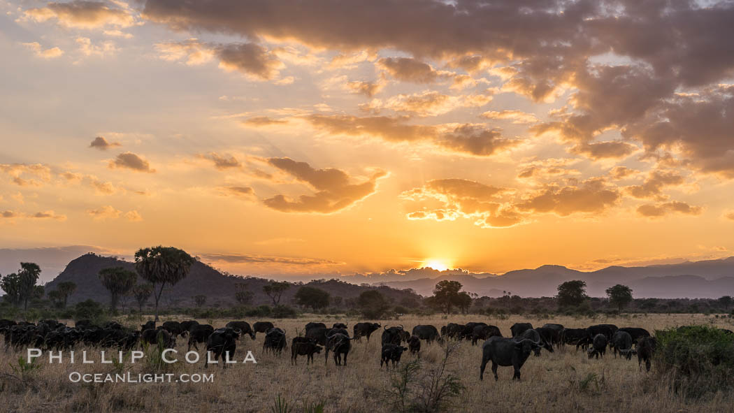 Cape Buffalo herd at sunset, Meru National Park, Kenya., Syncerus caffer, natural history stock photograph, photo id 29640