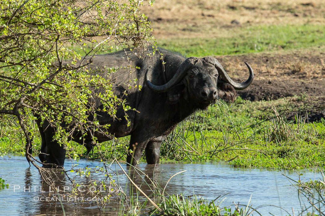 Cape Buffalo, Meru National Park, Kenya., Syncerus caffer, natural history stock photograph, photo id 29657