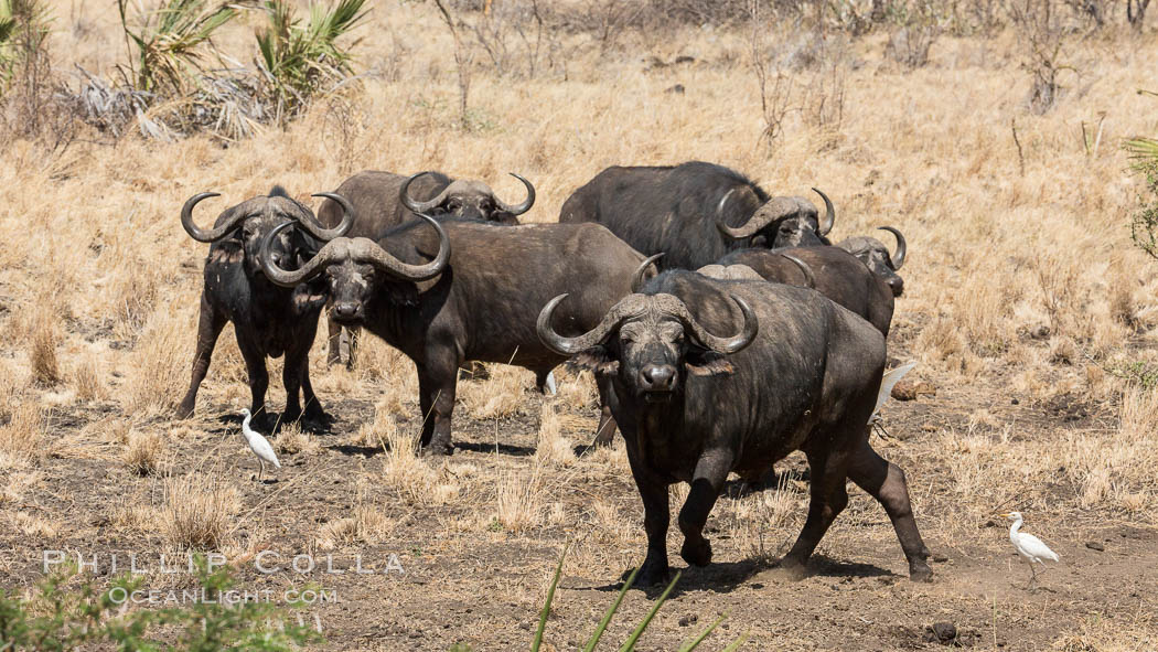 Cape Buffalo, Meru National Park, Kenya., Syncerus caffer, natural history stock photograph, photo id 29721