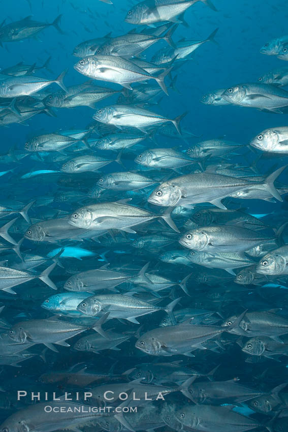 Bigeye trevally jacks, schooling. Darwin Island, Galapagos Islands, Ecuador, Caranx sexfasciatus, natural history stock photograph, photo id 16350