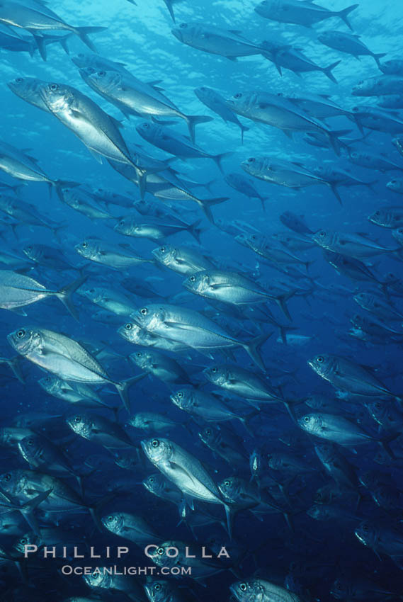 Jacks schooling. Cocos Island, Costa Rica, Caranx sexfasciatus, natural history stock photograph, photo id 05276