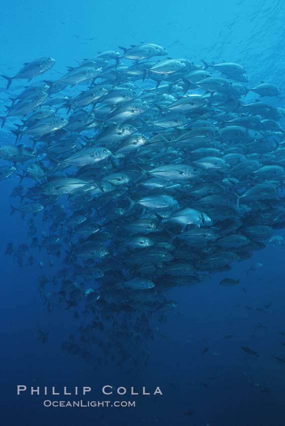 Jacks schooling. Cocos Island, Costa Rica, Caranx sexfasciatus, natural history stock photograph, photo id 05279