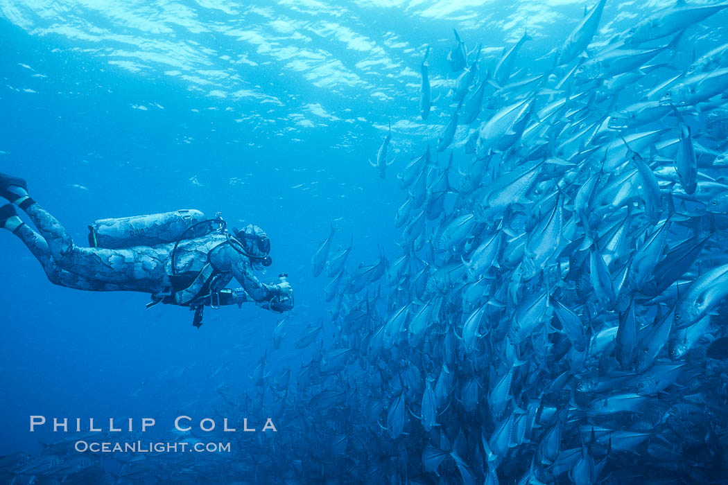 Jacks, videographer Dr. Harrison Stubbs. Cocos Island, Costa Rica, Caranx sexfasciatus, natural history stock photograph, photo id 02017