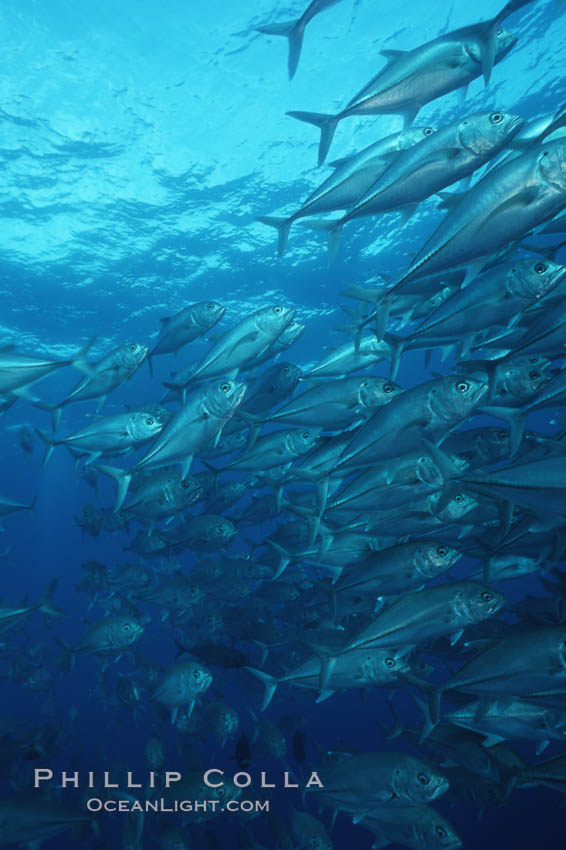 Jacks schooling. Cocos Island, Costa Rica, Caranx sexfasciatus, natural history stock photograph, photo id 05273