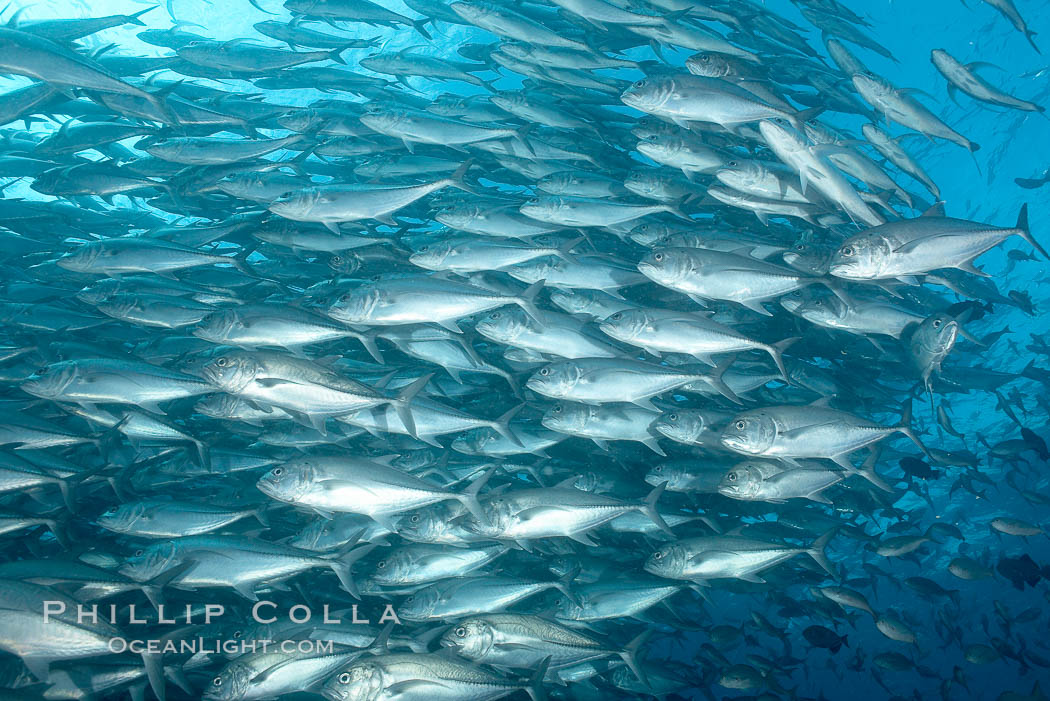 Bigeye trevally jacks, schooling. Darwin Island, Galapagos Islands, Ecuador, Caranx sexfasciatus, natural history stock photograph, photo id 16353