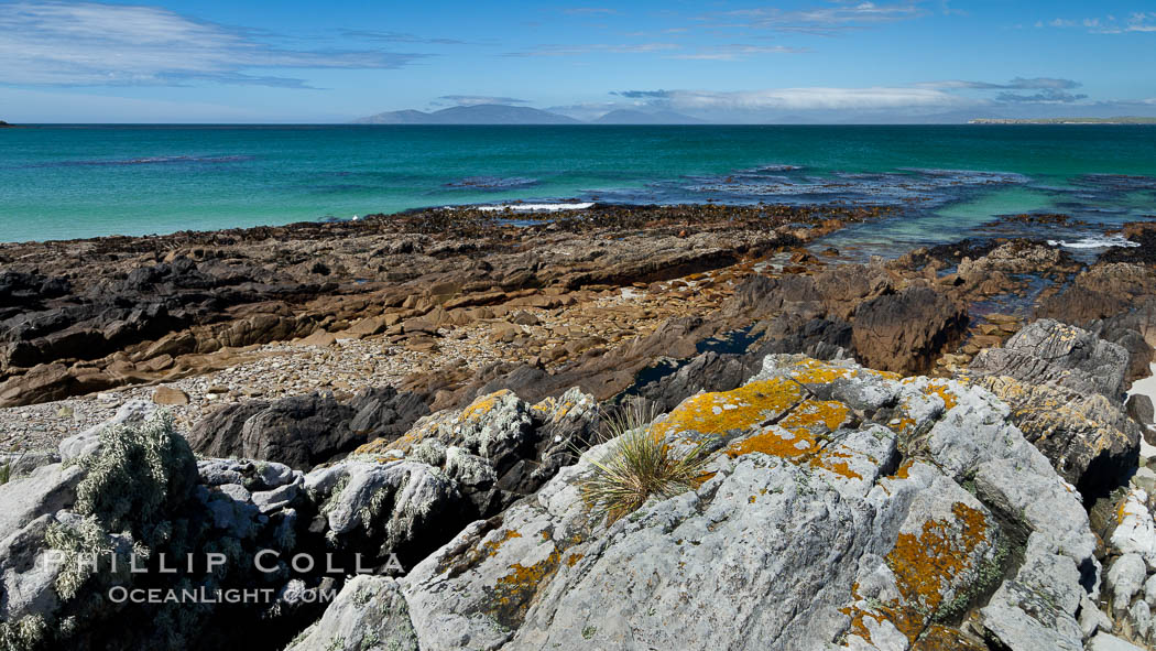  Carcass Island, Falkland Islands, United Kingdom, natural history stock photograph, photo id 24059