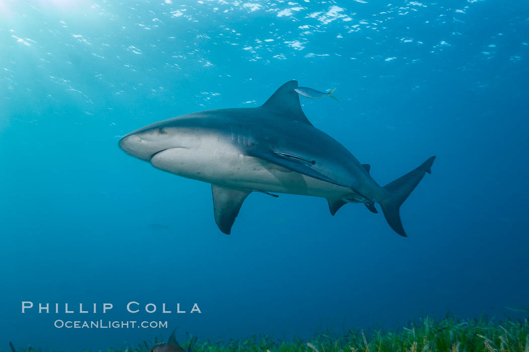 Bull shark. Great Isaac Island, Bahamas, Carcharhinus leucas, natural history stock photograph, photo id 12726