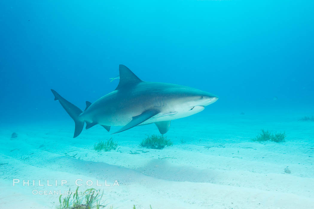 Bull shark. Great Isaac Island, Bahamas, Carcharhinus leucas, natural history stock photograph, photo id 12720