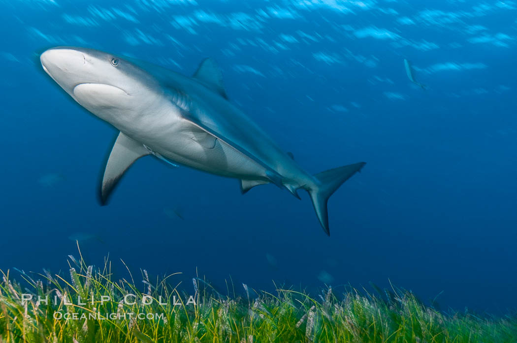Bull shark. Great Isaac Island, Bahamas, Carcharhinus leucas, natural history stock photograph, photo id 12723