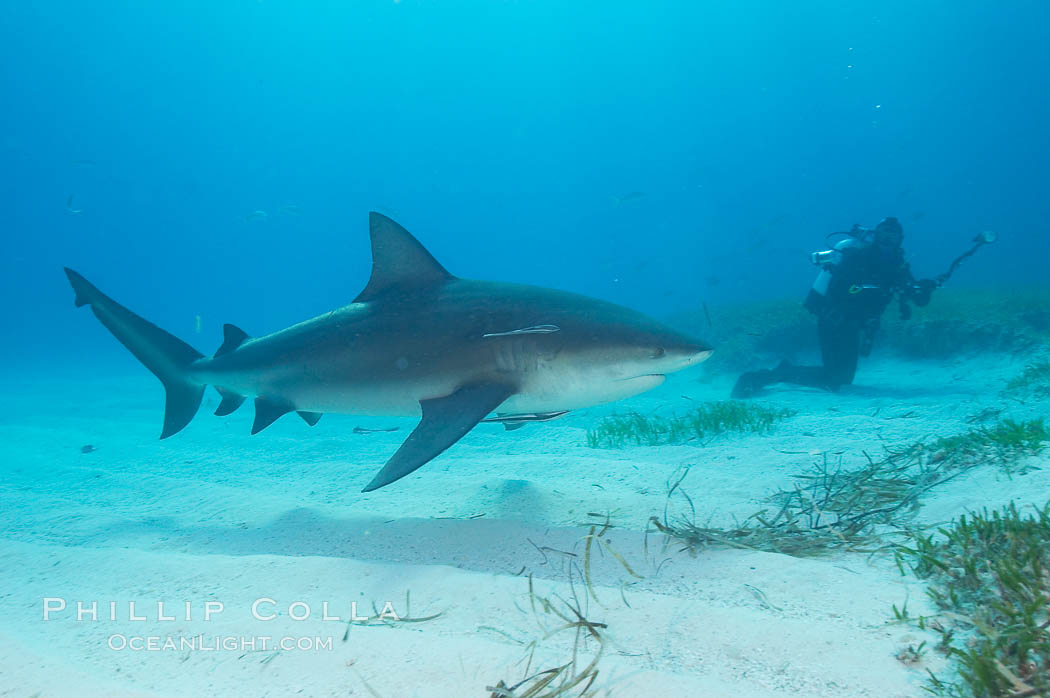 Bull shark. Great Isaac Island, Bahamas, Carcharhinus leucas, natural history stock photograph, photo id 12729