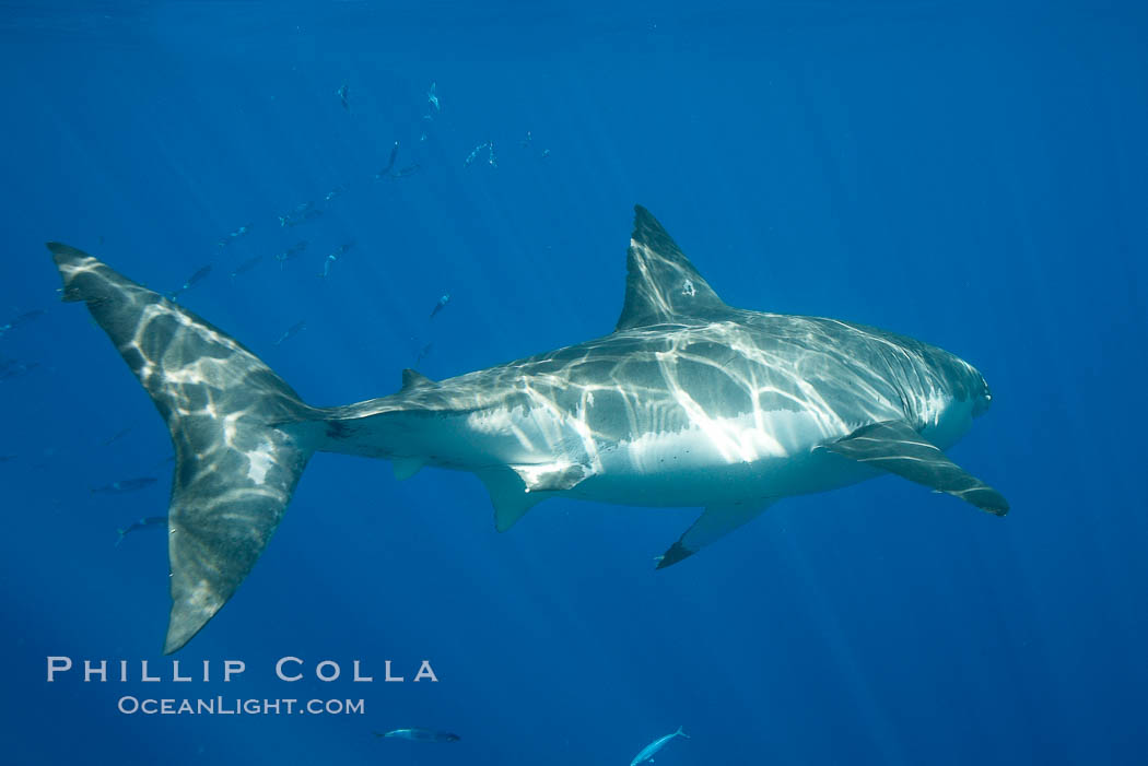 A great white shark swims away, showing its powerful caudal fin (tail), short anal fins on its underside, tall dorsal fin on top and sweeping winglike pectoral fins. Guadalupe Island (Isla Guadalupe), Baja California, Mexico, Carcharodon carcharias, natural history stock photograph, photo id 19466