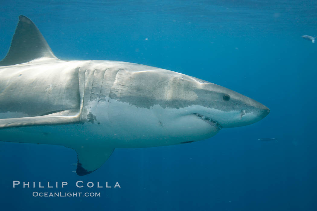 A great white shark is countershaded, with a dark gray dorsal color and light gray to white underside, making it more difficult for the shark's prey to see it as approaches from above or below in the water column.  The particular undulations of the countershading line along its side, where gray meets white, is unique to each shark and helps researchers to identify individual sharks in capture-recapture studies. Guadalupe Island is host to a relatively large population of great white sharks who, through a history of video and photographs showing their  countershading lines, are the subject of an ongoing study of shark behaviour, migration and population size. Guadalupe Island (Isla Guadalupe), Baja California, Mexico, Carcharodon carcharias, natural history stock photograph, photo id 19474