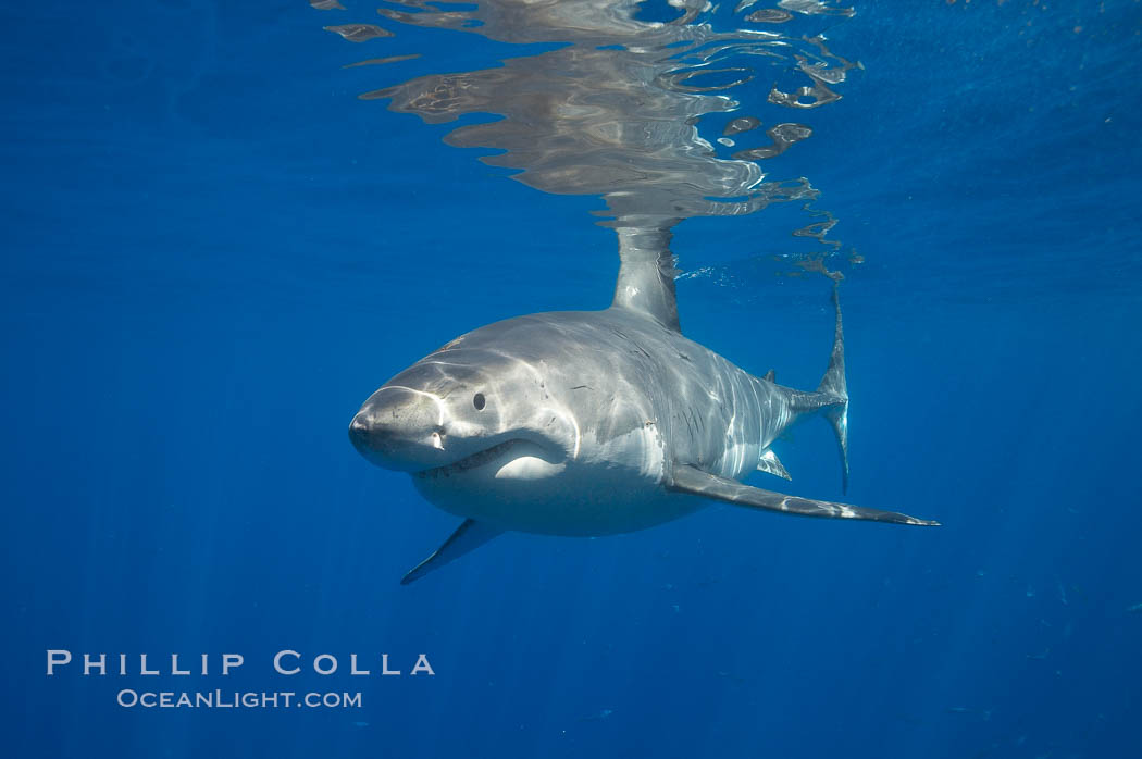 A great white shark swims through the clear waters of Isla Guadalupe, far offshore of the Pacific Coast of Mexico's Baja California. Guadalupe Island is host to a concentration of large great white sharks, which visit the island to feed on pinnipeds and use it as a staging area before journeying farther into the Pacific ocean. Guadalupe Island (Isla Guadalupe), Carcharodon carcharias, natural history stock photograph, photo id 19478