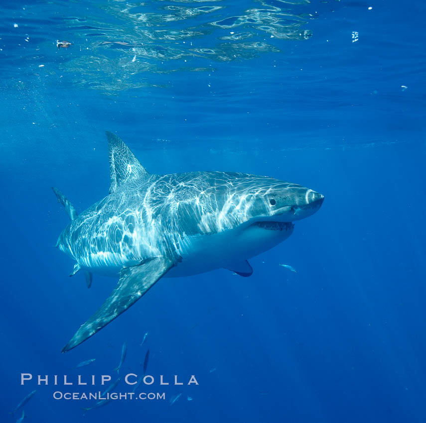 Great white shark. Guadalupe Island (Isla Guadalupe), Baja California, Mexico, Carcharodon carcharias, natural history stock photograph, photo id 20942