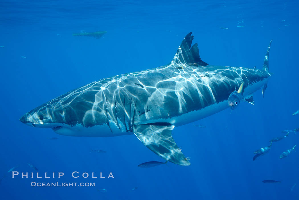 Great white shark. Guadalupe Island (Isla Guadalupe), Baja California, Mexico, Carcharodon carcharias, natural history stock photograph, photo id 20946