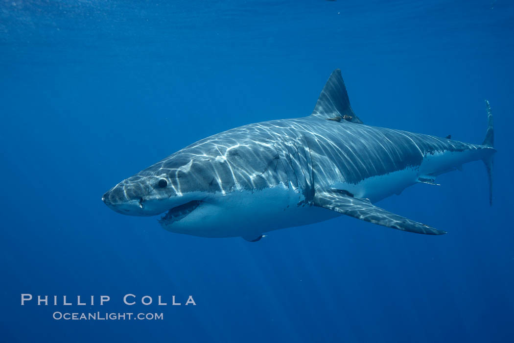 Great white shark, underwater. Guadalupe Island (Isla Guadalupe), Baja California, Mexico, Carcharodon carcharias, natural history stock photograph, photo id 21422