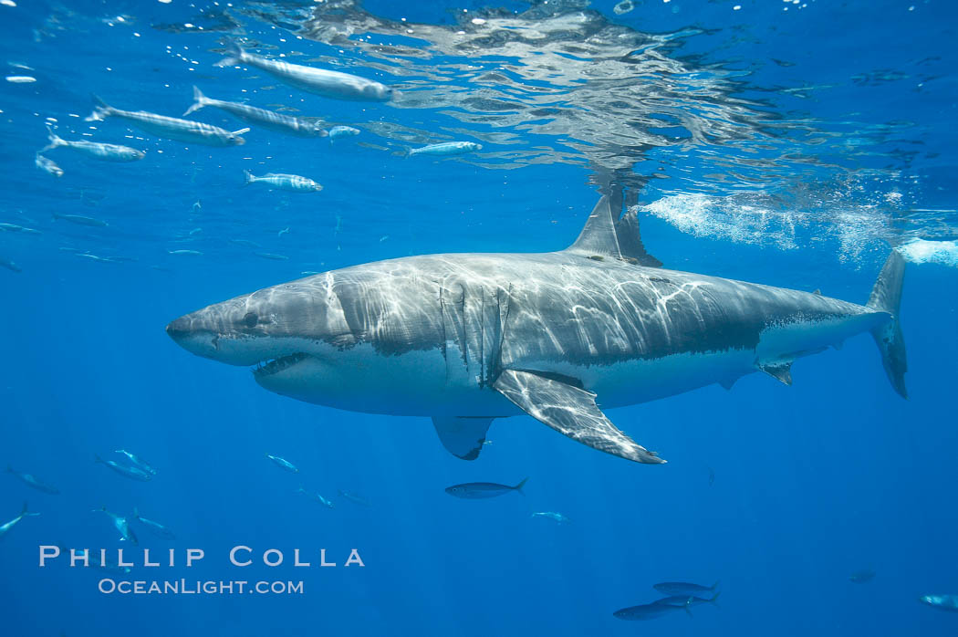 A great white shark is countershaded, with a dark gray dorsal color and light gray to white underside, making it more difficult for the shark's prey to see it as approaches from above or below in the water column.  The particular undulations of the countershading line along its side, where gray meets white, is unique to each shark and helps researchers to identify individual sharks in capture-recapture studies. Guadalupe Island is host to a relatively large population of great white sharks who, through a history of video and photographs showing their  countershading lines, are the subject of an ongoing study of shark behaviour, migration and population size. Guadalupe Island (Isla Guadalupe), Baja California, Mexico, Carcharodon carcharias, natural history stock photograph, photo id 19464