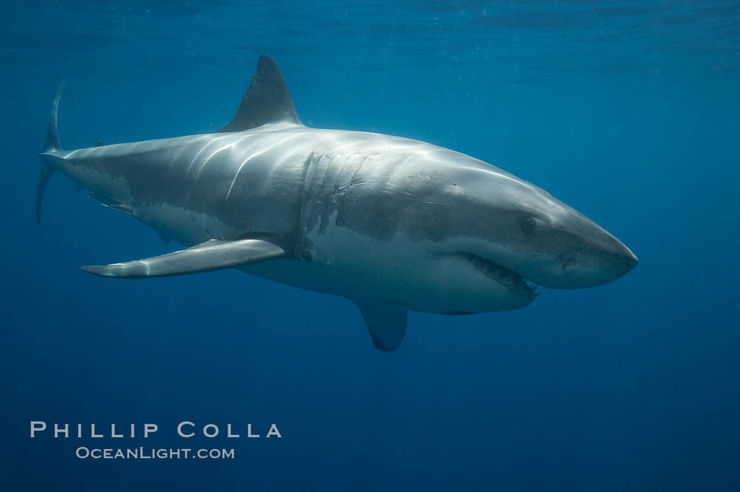 A great white shark swims toward the photographer.  Perhaps the shark is considering him as possible prey?  The photographer, a "shark diver" is safely situated in a sturdy metal cage.  The best  location in the world to "shark dive" to view great white sharks is Mexico's Guadalupe Island. Guadalupe Island (Isla Guadalupe), Baja California, Carcharodon carcharias, natural history stock photograph, photo id 19472