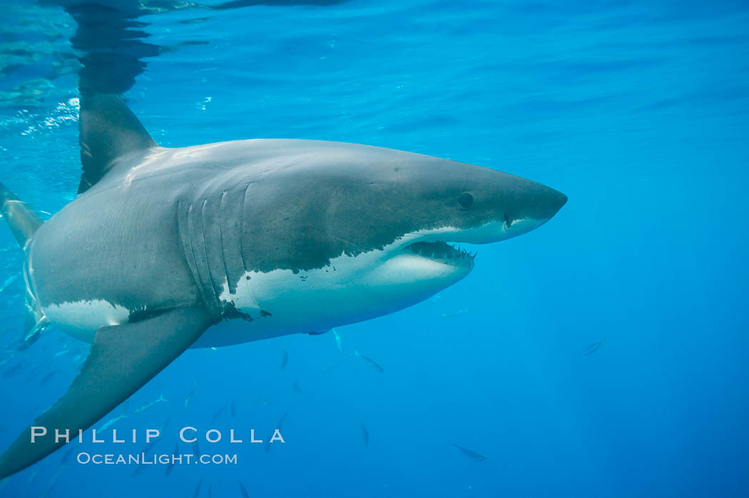Image 19476, A great white shark swims toward the photographer.  Perhaps the shark is considering him as possible prey?  The photographer, a 