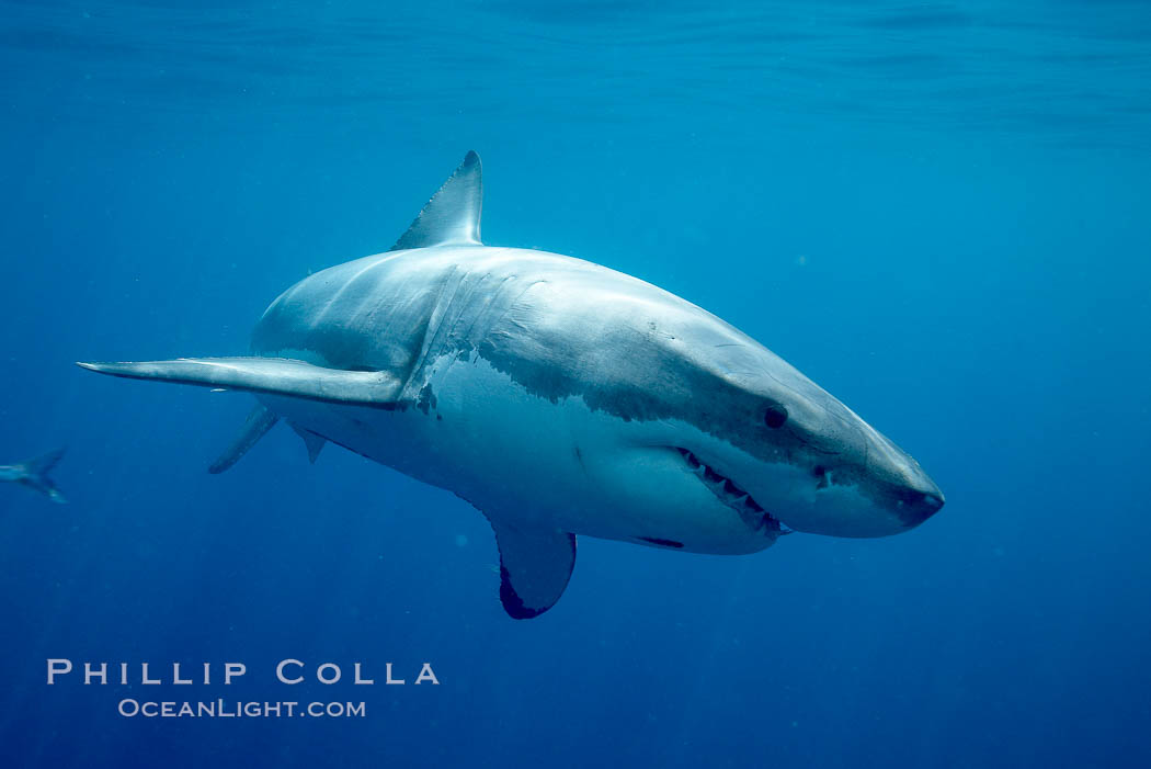 Great white shark. Guadalupe Island (Isla Guadalupe), Baja California, Mexico, Carcharodon carcharias, natural history stock photograph, photo id 20944