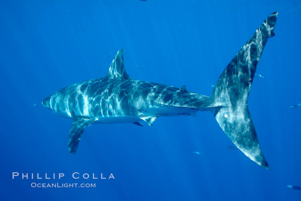 Great white shark. Guadalupe Island (Isla Guadalupe), Baja California, Mexico, Carcharodon carcharias, natural history stock photograph, photo id 20948