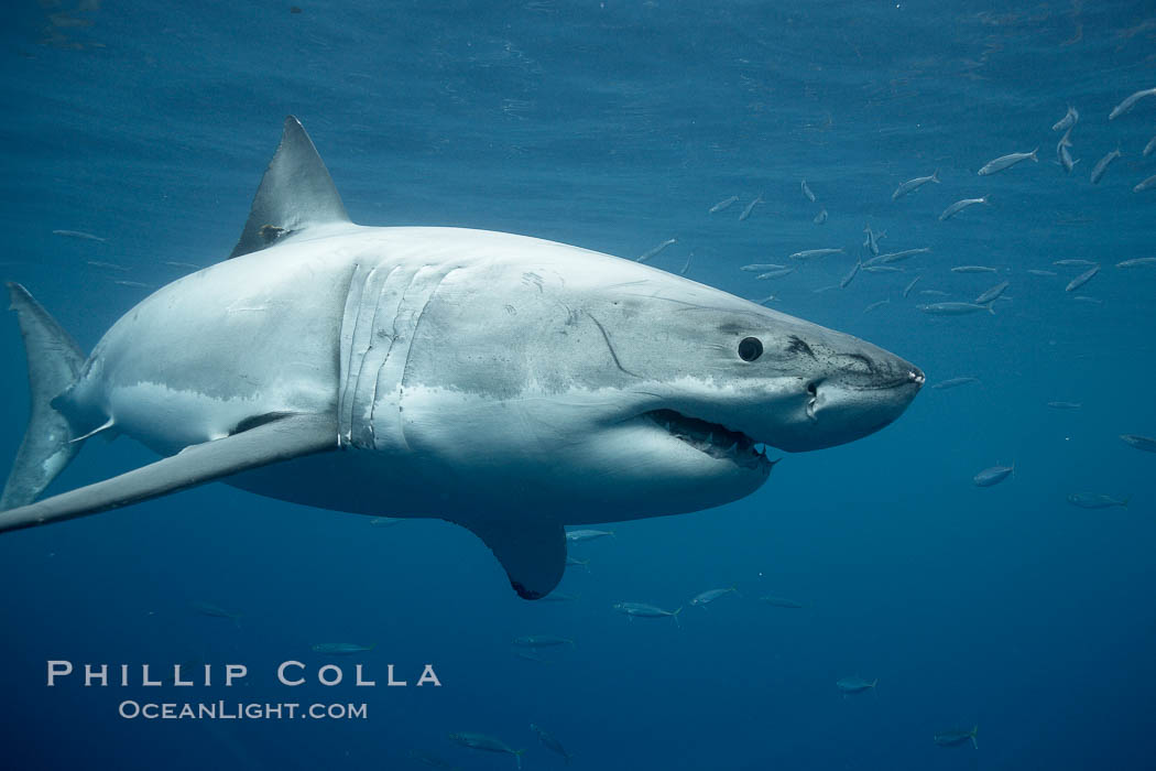 Great white shark, underwater. Guadalupe Island (Isla Guadalupe), Baja California, Mexico, Carcharodon carcharias, natural history stock photograph, photo id 21412