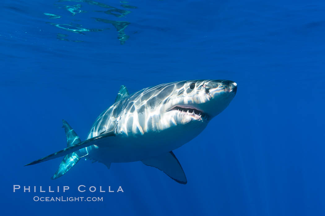 A great white shark swims through the clear waters of Isla Guadalupe, far offshore of the Pacific Coast of Baja California.  Guadalupe Island is host to a concentration of large great white sharks, which visit the island to feed on pinnipeds and tuna. Guadalupe Island (Isla Guadalupe), Mexico, Carcharodon carcharias, natural history stock photograph, photo id 07667