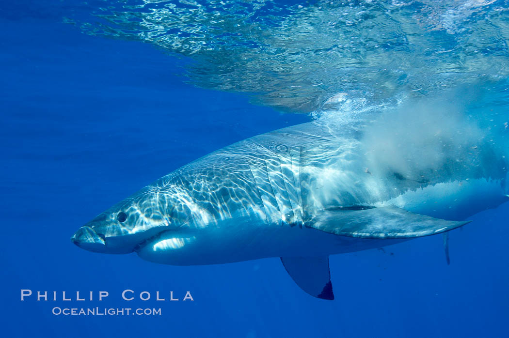 A great white shark swims through the clear waters of Isla Guadalupe, far offshore of the Pacific Coast of Baja California.  Guadalupe Island is host to a concentration of large great white sharks, which visit the island to feed on pinnipeds and tuna. Guadalupe Island (Isla Guadalupe), Mexico, Carcharodon carcharias, natural history stock photograph, photo id 07735