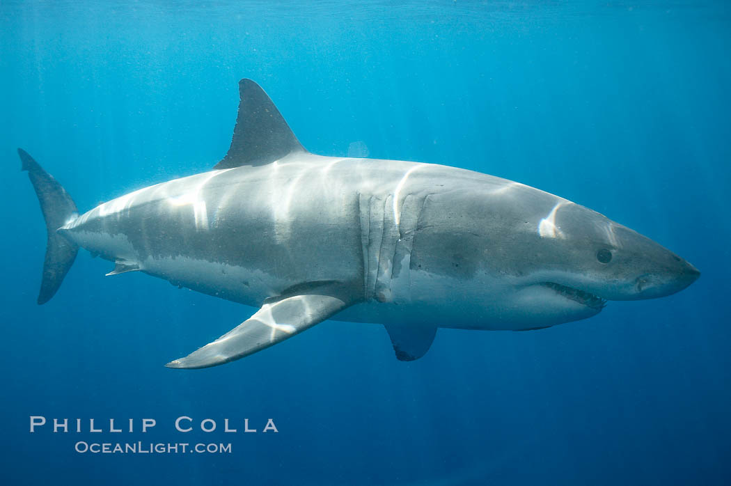 A great white shark is countershaded, with a dark gray dorsal color and light gray to white underside, making it more difficult for the shark's prey to see it as approaches from above or below in the water column.  The particular undulations of the countershading line along its side, where gray meets white, is unique to each shark and helps researchers to identify individual sharks in capture-recapture studies. Guadalupe Island is host to a relatively large population of great white sharks who, through a history of video and photographs showing their  countershading lines, are the subject of an ongoing study of shark behaviour, migration and population size. Guadalupe Island (Isla Guadalupe), Baja California, Mexico, Carcharodon carcharias, natural history stock photograph, photo id 19467