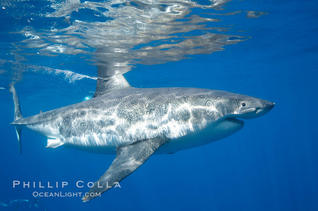 A great white shark swims through the clear waters of Isla Guadalupe, far offshore of the Pacific Coast of Mexico's Baja California. Guadalupe Island is host to a concentration of large great white sharks, which visit the island to feed on pinnipeds and use it as a staging area before journeying farther into the Pacific ocean. Guadalupe Island (Isla Guadalupe), Carcharodon carcharias, natural history stock photograph, photo id 19475