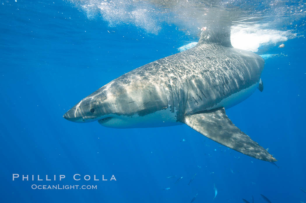 A great white shark swims through the clear waters of Isla Guadalupe, far offshore of the Pacific Coast of Mexico's Baja California. Guadalupe Island is host to a concentration of large great white sharks, which visit the island to feed on pinnipeds and use it as a staging area before journeying farther into the Pacific ocean. Guadalupe Island (Isla Guadalupe), Carcharodon carcharias, natural history stock photograph, photo id 19479