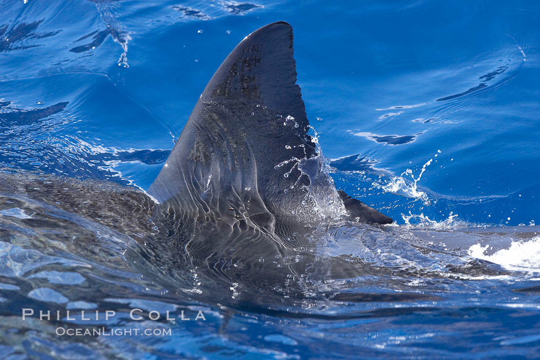 Dorsal fin of a great white shark breaks the surface as the shark swims just below. Guadalupe Island (Isla Guadalupe), Baja California, Mexico, Carcharodon carcharias, natural history stock photograph, photo id 19495