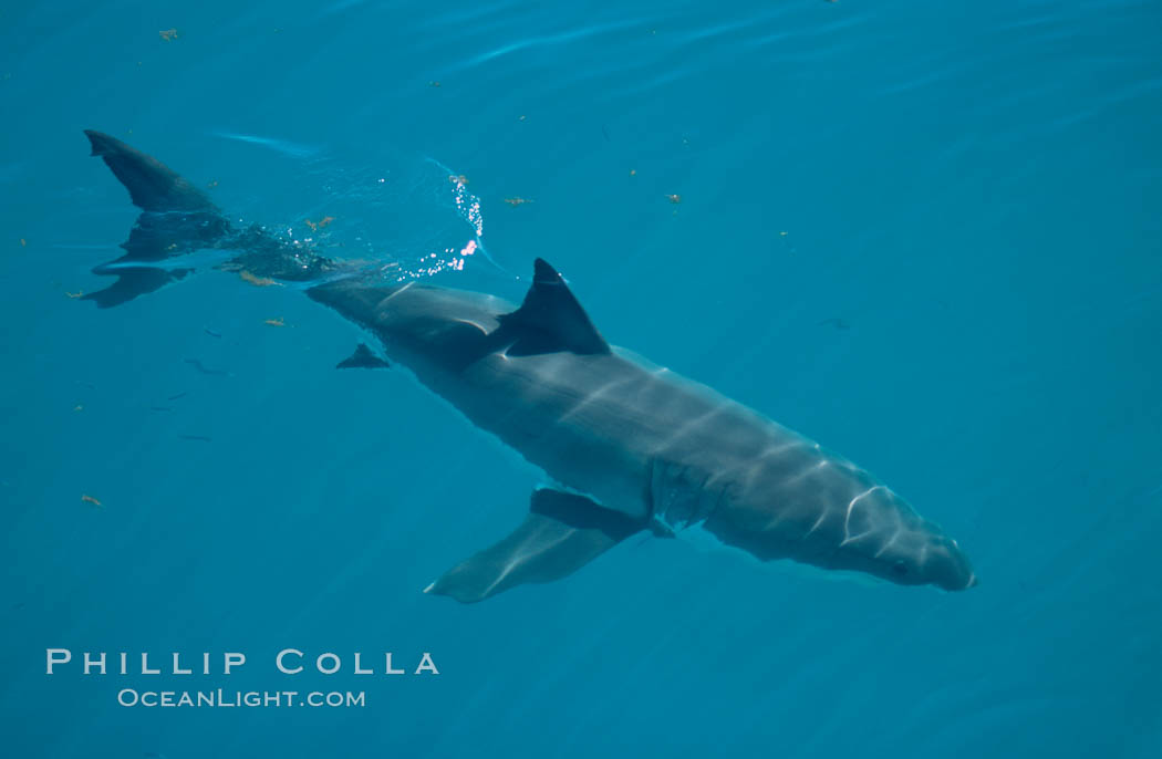 A great white shark swims just below the rippled ocean surface of Isla Guadalupe, far offshore of the Pacific Coast of Baja California. Guadalupe Island (Isla Guadalupe), Mexico, Carcharodon carcharias, natural history stock photograph, photo id 07717