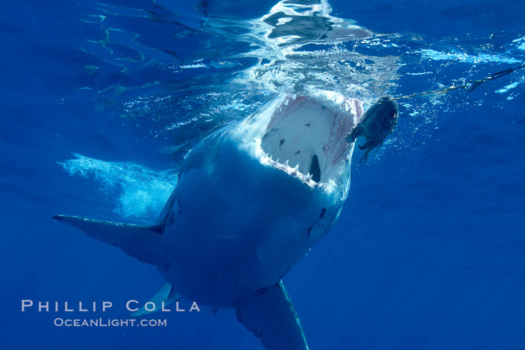 A great white shark swims through the clear waters of Isla Guadalupe, far offshore of the Pacific Coast of Baja California.  Guadalupe Island is host to a concentration of large great white sharks, which visit the island to feed on pinnipeds and tuna. Guadalupe Island (Isla Guadalupe), Mexico, Carcharodon carcharias, natural history stock photograph, photo id 07733