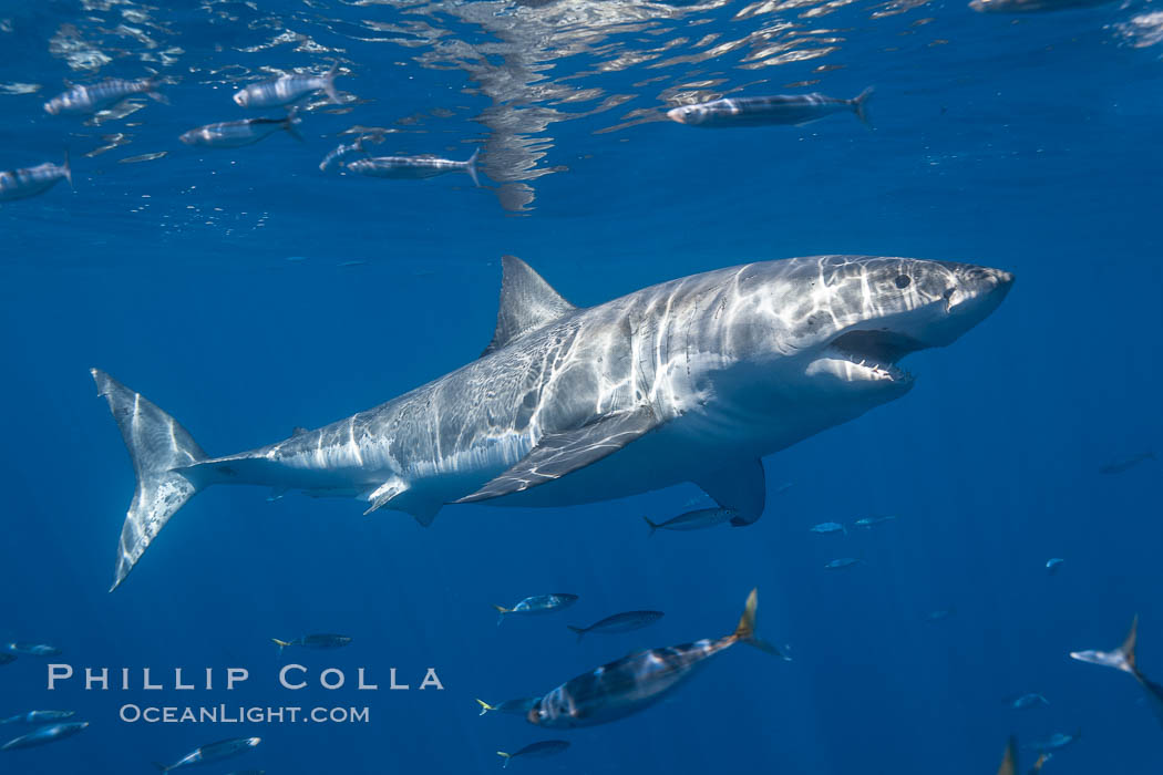 A great white shark swims through the clear waters of Isla Guadalupe, far offshore of the Pacific Coast of Mexico's Baja California. Guadalupe Island is host to a concentration of large great white sharks, which visit the island to feed on pinnipeds and use it as a staging area before journeying farther into the Pacific ocean. Guadalupe Island (Isla Guadalupe), Carcharodon carcharias, natural history stock photograph, photo id 19453