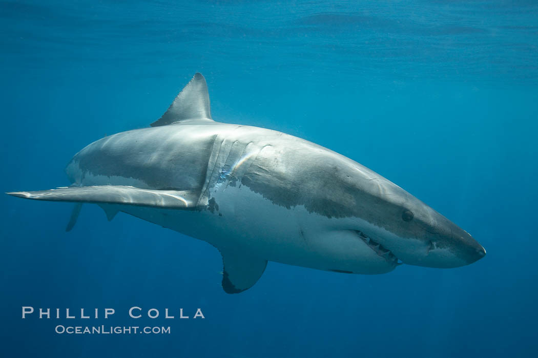 A great white shark swims toward the photographer.  Perhaps the shark is considering him as possible prey?  The photographer, a "shark diver" is safely situated in a sturdy metal cage.  The best  location in the world to "shark dive" to view great white sharks is Mexico's Guadalupe Island. Guadalupe Island (Isla Guadalupe), Baja California, Carcharodon carcharias, natural history stock photograph, photo id 19469