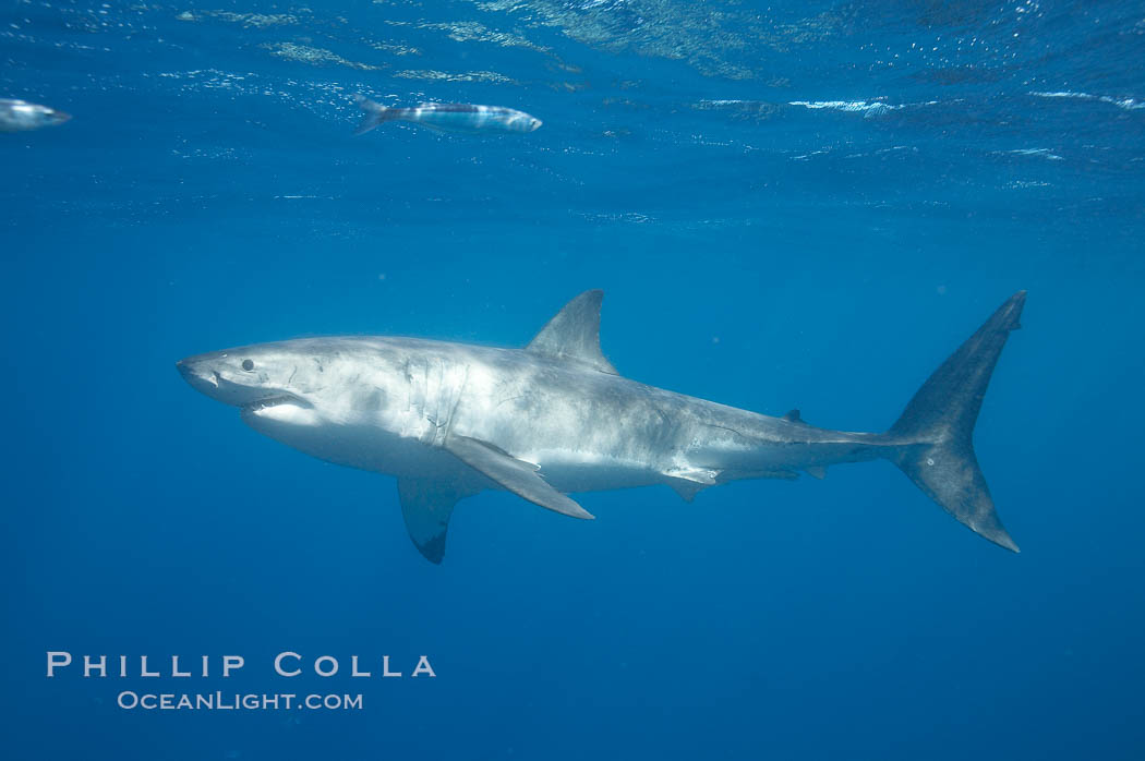 A great white shark swims through the clear waters of Isla Guadalupe, far offshore of the Pacific Coast of Mexico's Baja California. Guadalupe Island is host to a concentration of large great white sharks, which visit the island to feed on pinnipeds and use it as a staging area before journeying farther into the Pacific ocean. Guadalupe Island (Isla Guadalupe), Carcharodon carcharias, natural history stock photograph, photo id 19477