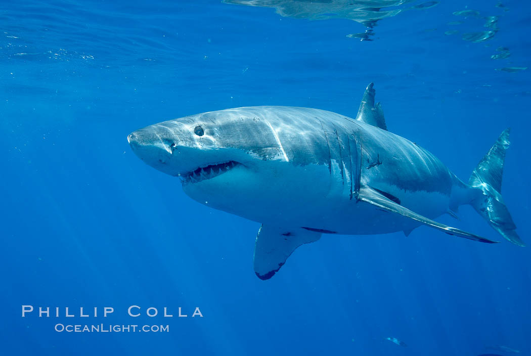 Great white shark. Guadalupe Island (Isla Guadalupe), Baja California, Mexico, Carcharodon carcharias, natural history stock photograph, photo id 20941