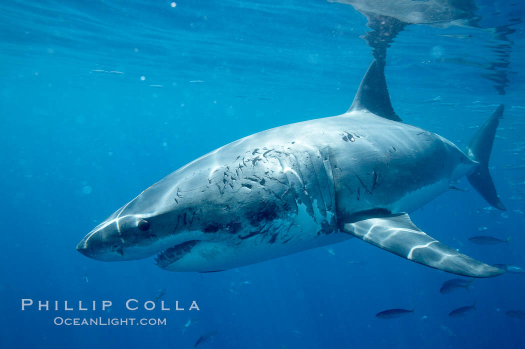 Great white shark. Guadalupe Island (Isla Guadalupe), Baja California, Mexico, Carcharodon carcharias, natural history stock photograph, photo id 20945