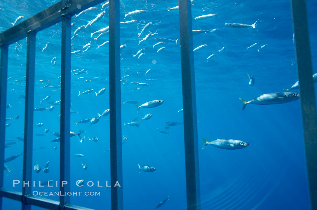 Great white shark. Guadalupe Island (Isla Guadalupe), Baja California, Mexico, Carcharodon carcharias, natural history stock photograph, photo id 20949