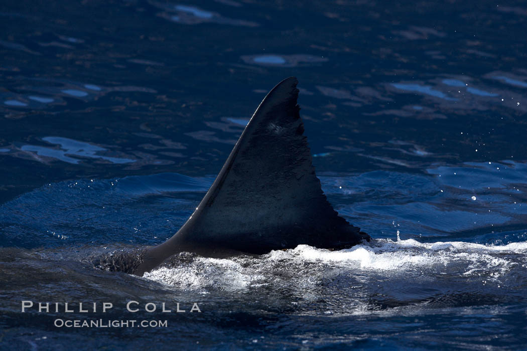 Great white shark, dorsal fin extended out of the water as it swims near the surface. Guadalupe Island (Isla Guadalupe), Baja California, Mexico, Carcharodon carcharias, natural history stock photograph, photo id 21409