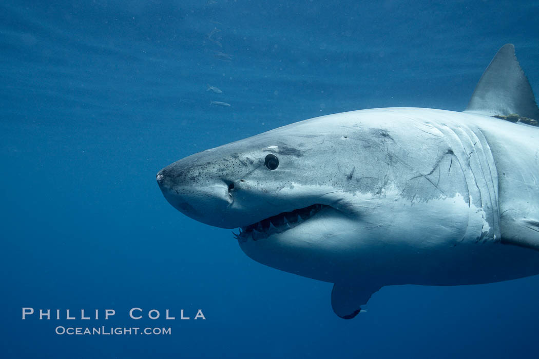 Great white shark, underwater. Guadalupe Island (Isla Guadalupe), Baja California, Mexico, Carcharodon carcharias, natural history stock photograph, photo id 21413