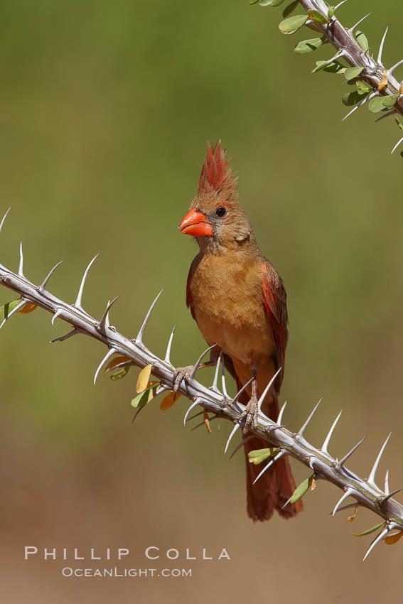 Northern cardinal, female. Amado, Arizona, USA, Cardinalis cardinalis, natural history stock photograph, photo id 22934