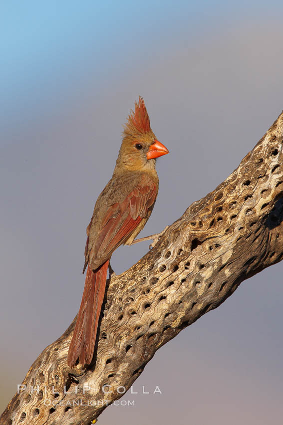 Northern cardinal, female. Amado, Arizona, USA, Cardinalis cardinalis, natural history stock photograph, photo id 22929