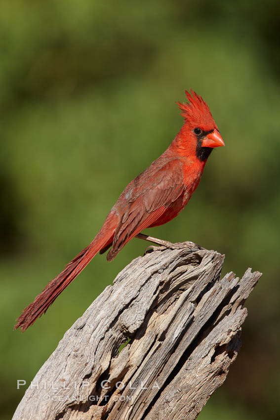 Northern cardinal, male. Amado, Arizona, USA, Cardinalis cardinalis, natural history stock photograph, photo id 23021